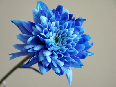 blauwebloem