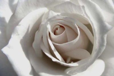 pure-white-rose